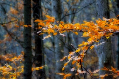 Beech Trees