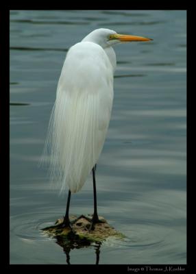 Great Egret-Sea World.jpg