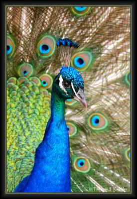 Peacock 2.JPG