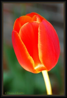 g4/05/610005/3/52572529.Tulipe.jpg
