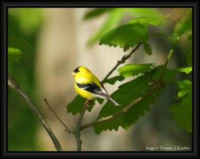 Backyard Yellow Bird.JPG
