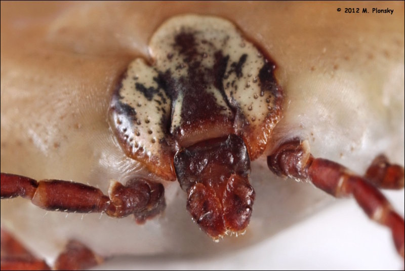 Head of Dog Tick