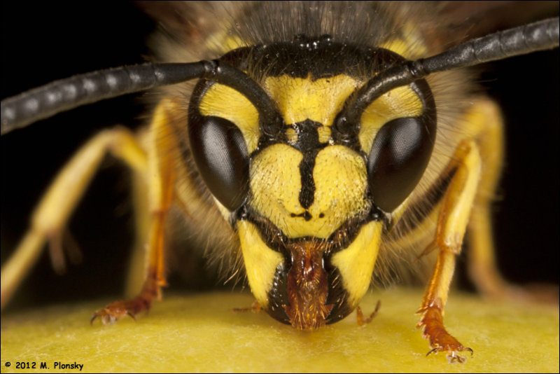 Yellow Jacket Wasp (vespula vulgaris)