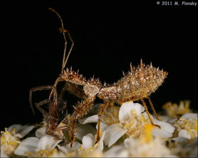 Spined Assassin Bug (Sinea diadema) with prey