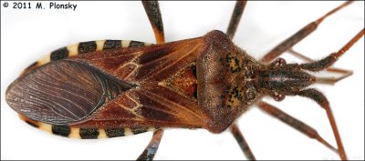 Back of Western Conifer Seed Bug (Leptoglossus occidentalis)