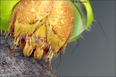 Polyphemus Moth (Antheraea polyphemus) Catapillar Portrait