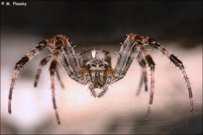 Barn Spider (Araneus cavaticus) on the web