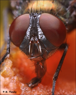 Bottle fly eating fruit