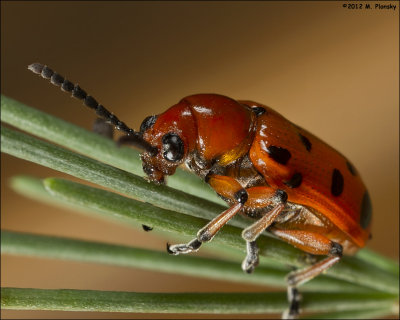 Spotted asparagus beetle (Crioceris duodecimpunctata)