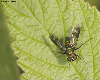 Flies (Long Legged)