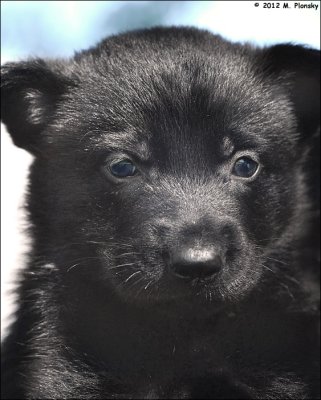 4 week old Black gsd pup