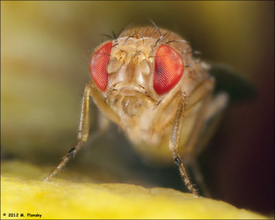 Fruit fly (Drosophila melanogaster) Portrait