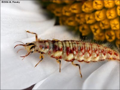 larval lacewing (Neuroptera)