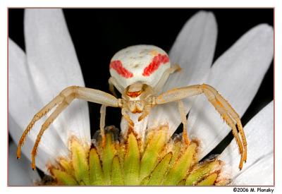 Crab or Goldenrod Spider
