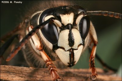 bald-faced hornet (Dolichovespula maculata) 