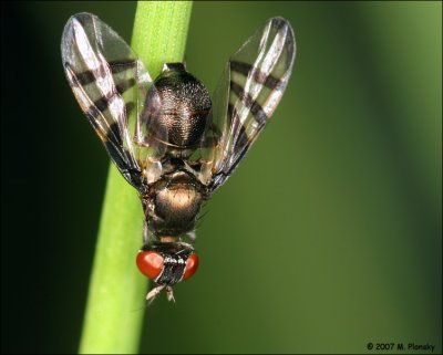 Flies (Picture Winged)