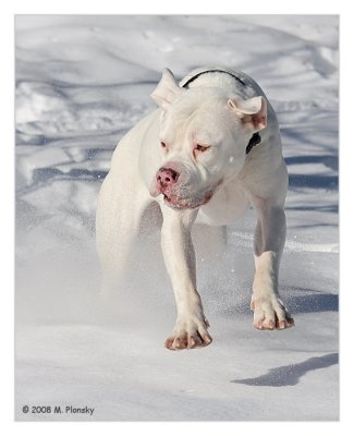 American Bulldog Bitch flying in the snow