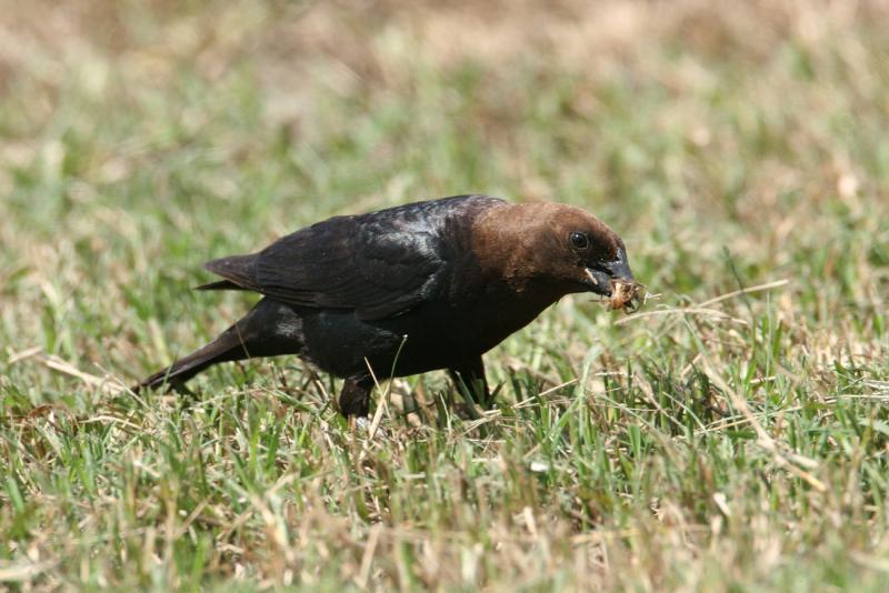 Brown-headed Cowbird