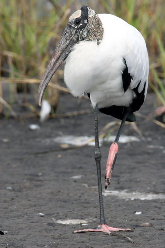 Wood Stork