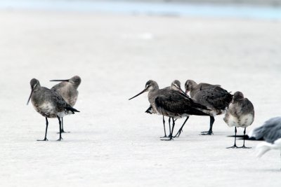 Hudsonian Godwit