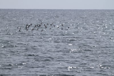 06 Shorebirds 1