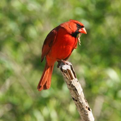 Northern Cardinal