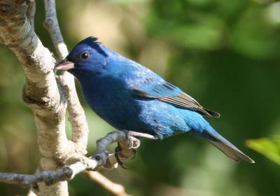 Indigo Bunting