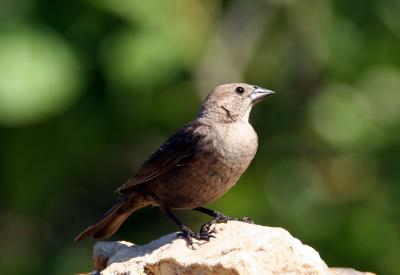 Brown-headed Cowbird