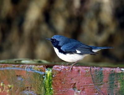 Black-throated Blue Warbler