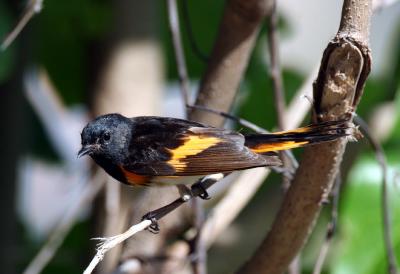 American Redstart