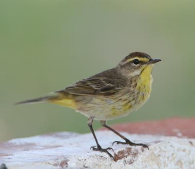 Palm Warbler