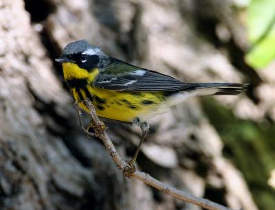 Magnolia Warbler