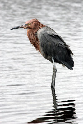 Reddish Egret