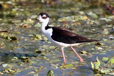 Black-necked Stilt