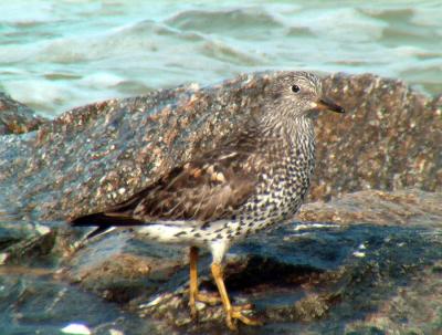 Surfbird