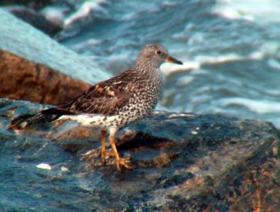 Surfbird