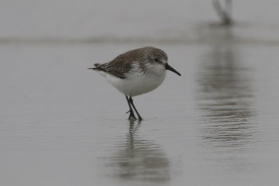 IMG_1110a.jpg