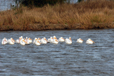 White Pelican