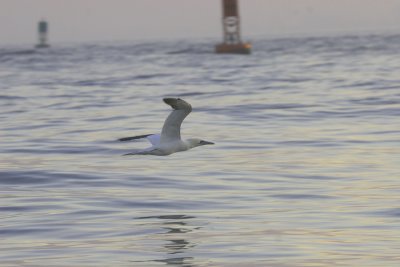 Northern Gannet