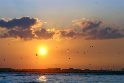 Gannets at Sunset