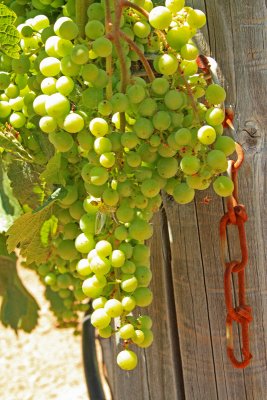 Some more grapes and a rusty old chain