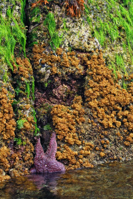 Seaweed and ocher sea star at low tide