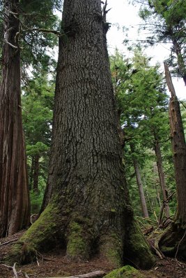 Giant old growth spruce tree on Louise Island