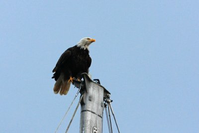 An eagle perched upon a mast in Queen Charlotte Harbour