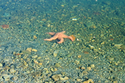 Ocher Sea Star at Moresby Camp