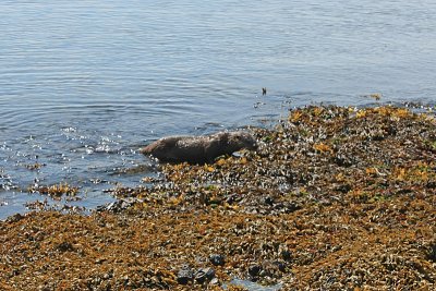 Sea otter on Hotspring Island