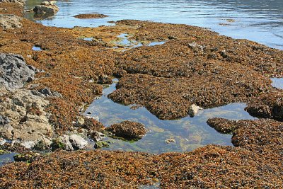 Seaweed at low tide