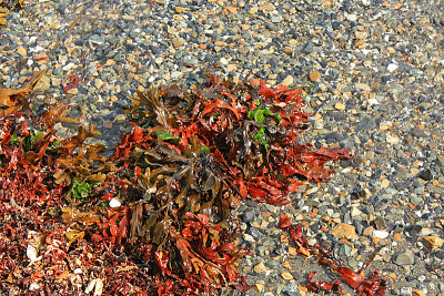 Red algae on Hotspring Island