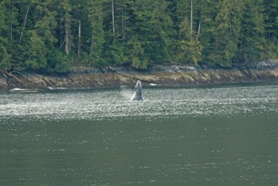 A humpback whale in the Inside Passage