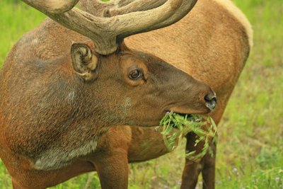 A ruminant bull elk